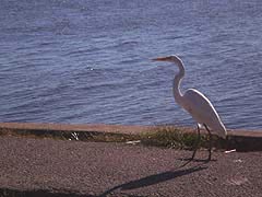 [photo, White heron, Fort Armistead Park, Baltimore, Maryland]