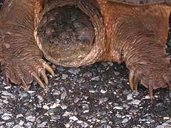 [photo, Snapping Turtle (Chelydra serpentina), Annapolis, Maryland]
